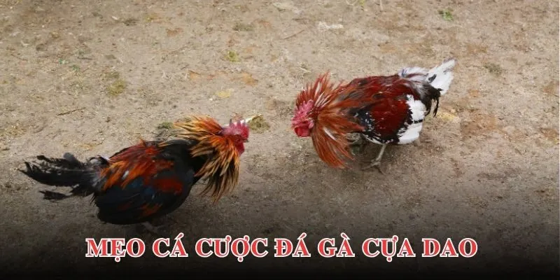 Bật mí các chiến lược cá cược tham gia đá gà hiệu quả nhất