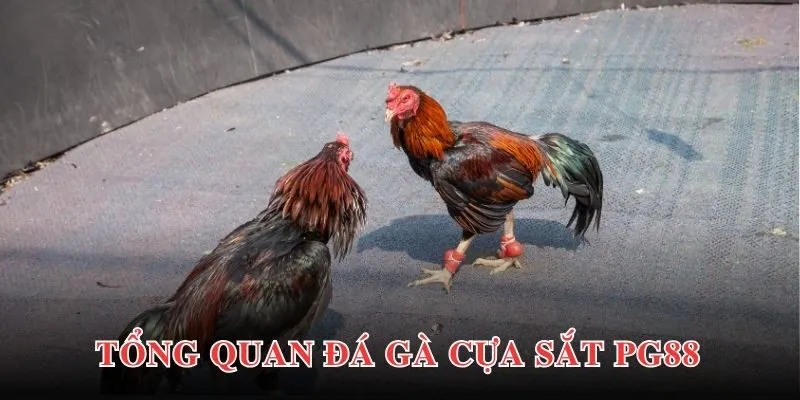 Thông tin giới thiệu chung về loại hình đá gà cựa sắt tại PG88