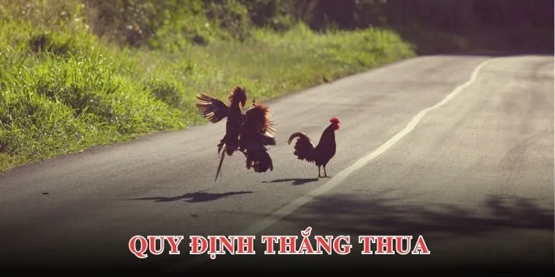 Chi tiết về các quy định trong một trận đấu đá gà cựa sắt bạn nên biết