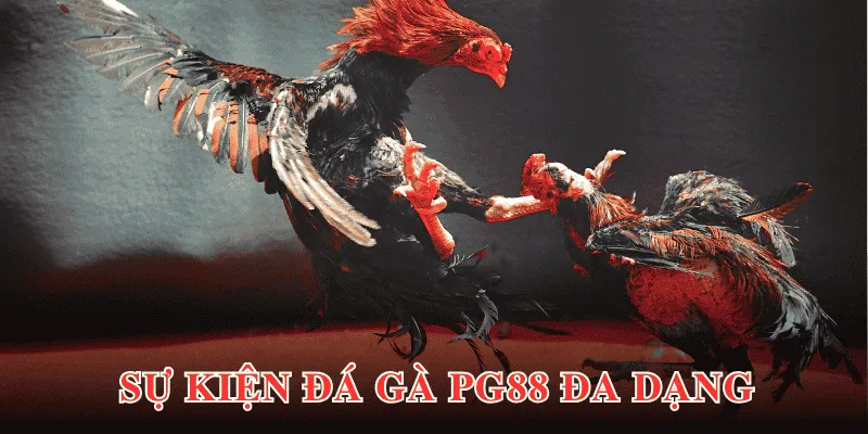 Sự kiện đá gà tại sảnh game diễn ra với đa dạng kèo cược, trận đấu