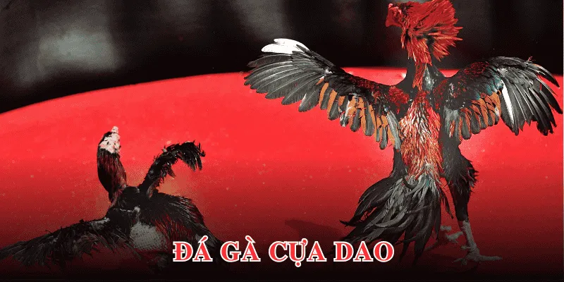 Đá gà cựa dao hấp dẫn nhờ tốc độ thi đấu linh hoạt, nhanh chóng