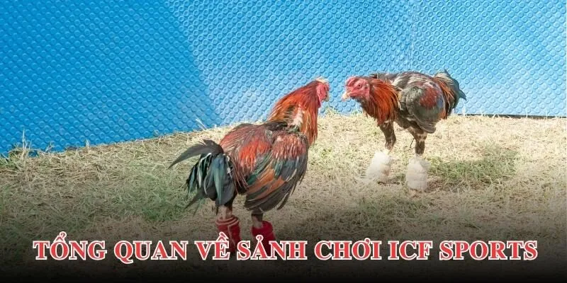 Thông tin giới thiệu về sảnh chơi ICF Sports PG88 đến hội viên