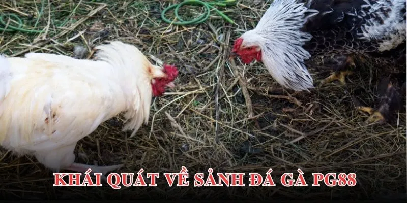 Thông tin giới thiệu khái quát nhất về sảnh chơi Ws168 PG88